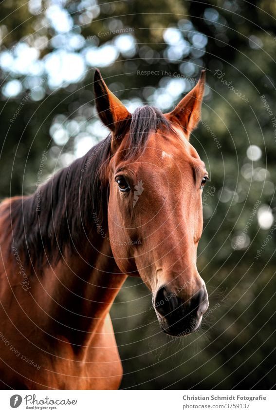 Brown horse, in the wild, with dark mane. Horse face and pointed ears horse photography Animal Exterior shot Animal portrait Nature Deserted Mane horse portrait