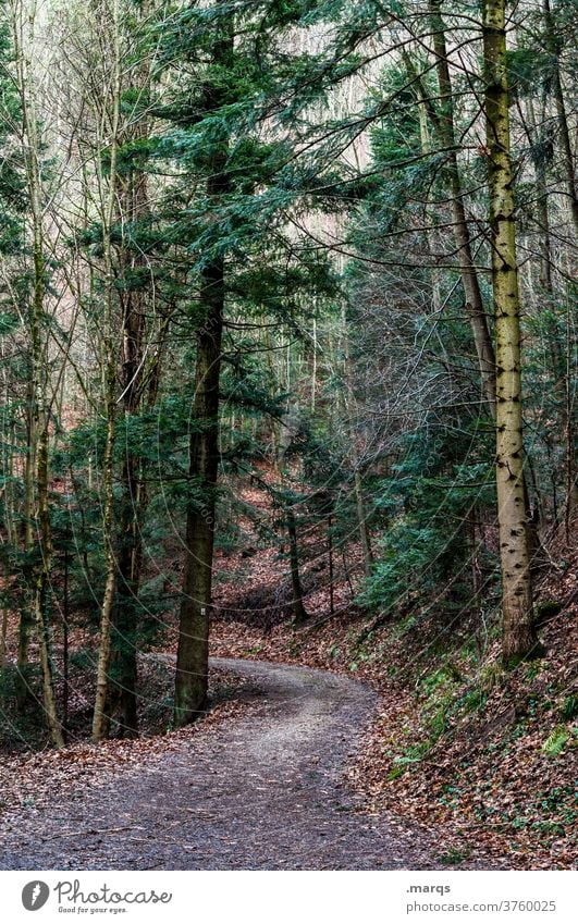 forest path Forest Autumn Coniferous trees Coniferous forest Lanes & trails Nature Environment somber Trip Hiking