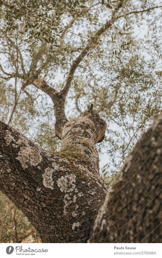 Cork oak tree Oak tree Tree Tree trunk Tree bark Trees Branch Leaf Colour photo Exterior shot Green Environment Nature Plant Sunlight Summer Autumn Twig Forest