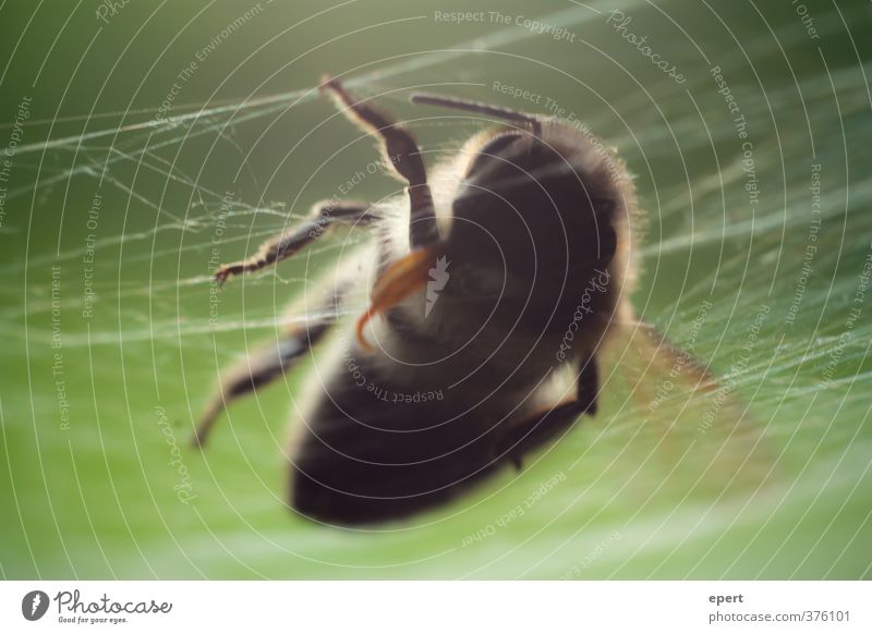 +++ fallen +++ Animal Dead animal Wasps Insect Spider's web 1 Death End Nature Transience Colour photo Close-up Detail Shallow depth of field