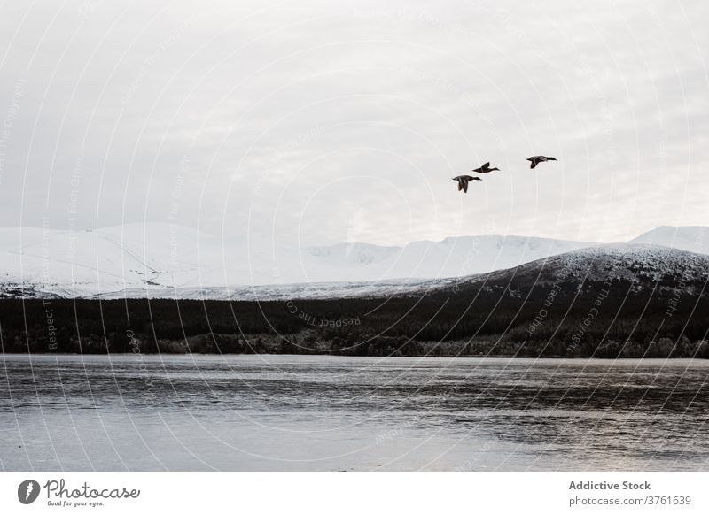 Ducks flying over frozen lake in winter bird duck mountain highland landscape together avian scottish highlands scotland uk united kingdom nature pond frost