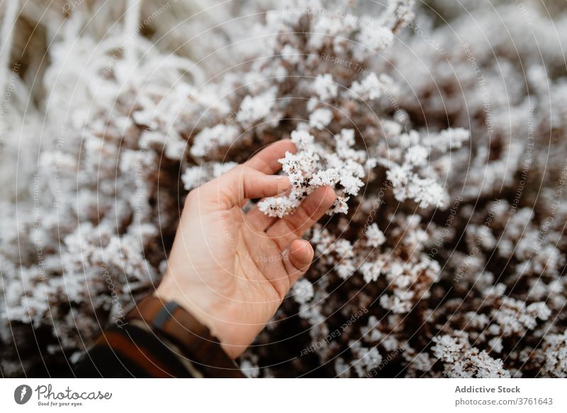 Crop person touching plant in winter frozen frost cold snow season forest scottish highlands scotland uk united kingdom nature environment fresh scenic woods