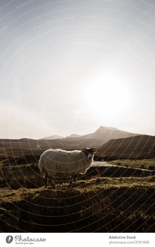 Fluffy sheep in highlands graze valley mountain morning domestic animal mammal scottish highlands scotland uk united kingdom nature meadow hill tranquil