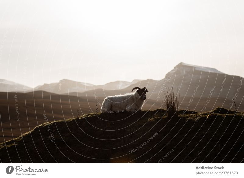 Fluffy sheep in highlands graze valley mountain morning domestic animal mammal scottish highlands scotland uk united kingdom nature meadow hill tranquil