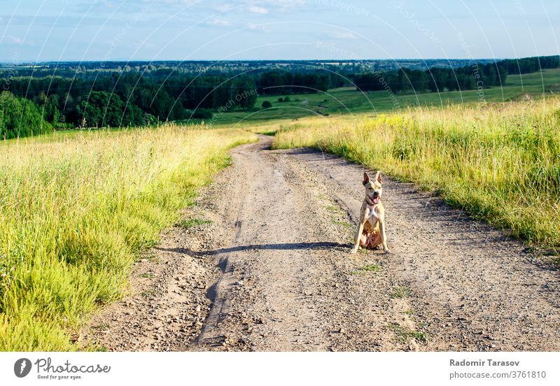 dirt road in the field sky grass meadow rural landscape summer sunlight country cloud nature countryside scene beautiful season sunset day background track