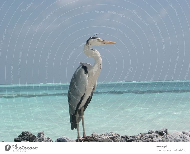 crane Crane Beach Ocean Maldives Summer Transport blue water