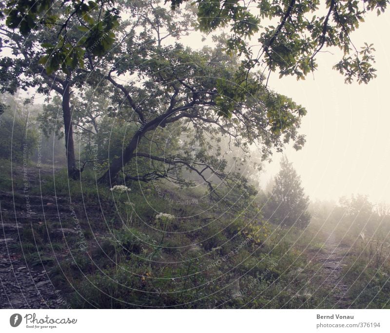 Two possibilities Nature Sunrise Sunset Tree Grass Bushes Forest Hill Relaxation To enjoy Looking Hiking Moody Calm Green Yellow Sunlight Fog Lanes & trails