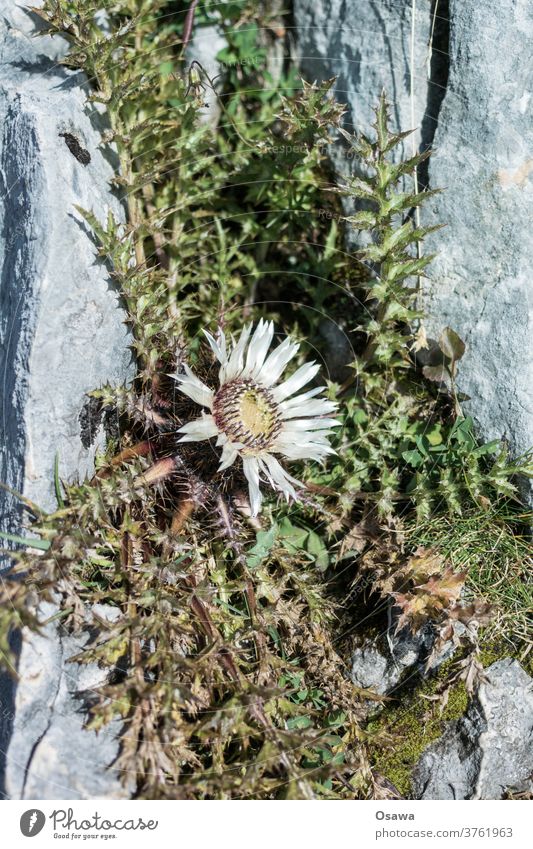 Silver thistle in the rock Plant Blossom Thistle Stemless carline thistle flora Flower prickles thorns leaves Nature Thorny Green Detail Botany Colour photo