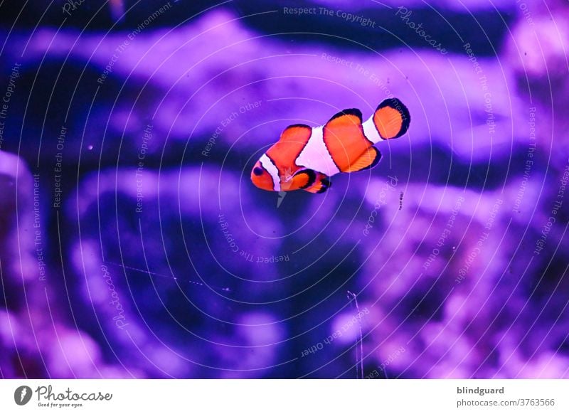 The clownfish doesn't think it's funny any more. Clown fish Nemo annemone Orange White black Fish Saltwater fish Exotic Aquarium Underwater photo Colour photo