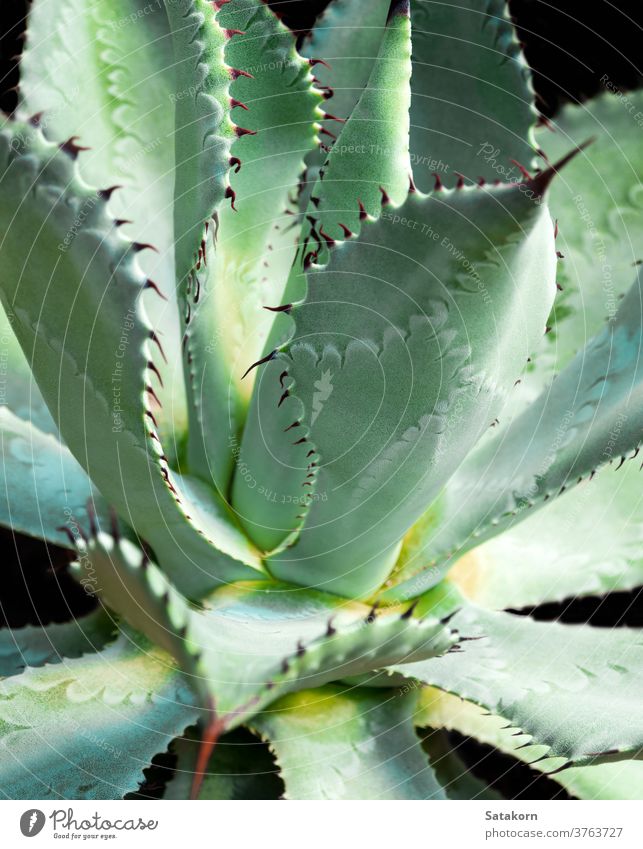 Succulent plant close-up, thorn and detail on leaves of Agave plant succulent agave leaf green white wax silvery gray beautiful nature texture symmetrical