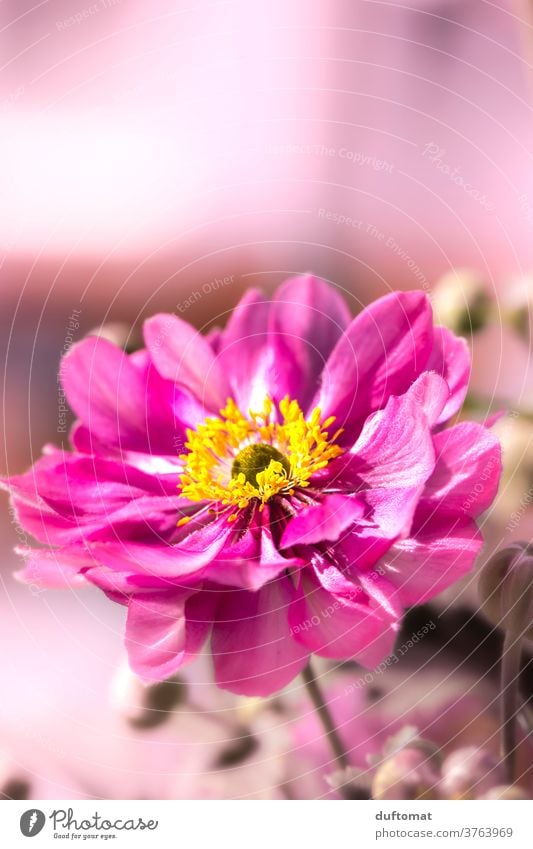 pink flower flowers bleed blossom leaves Close-up Summer Plant Garden Colour photo Pollen Nature already Fragrance Deserted Environment Meadow Warmth fragrant