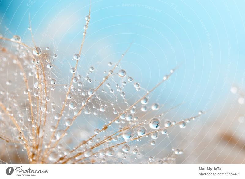 Dandelion and water drops Summer Nature Plant Drops of water Autumn Flower Wet Blue Yellow Green White Back Lit Beauty In Nature Color Image Copy Space