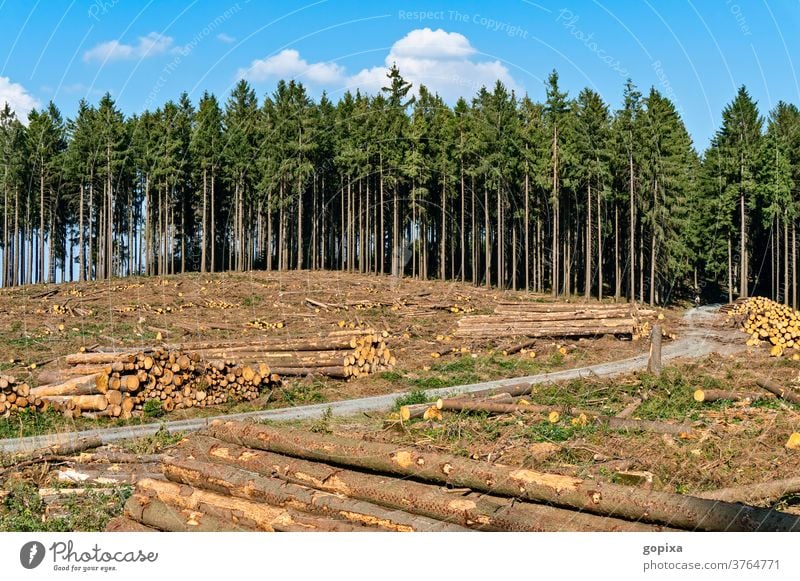 patch of forest with felled trees Forest Forestry Nature forest damages felling Spruce Environment Climate ecology Forest work Tree trunk aridity