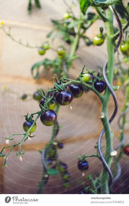 Urban Gardening Self Support - Tomato agriculture allium bean Bio bloom breed breeding broccoli carrot controlled farming courgette cultivation food gardening