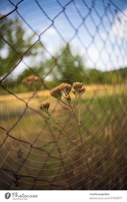 Wilderness Flower at Fence beautiful beauty blaze of color bloom blossom bokeh bright brown bunch closeup colorful colors colour countryside fantasy flora