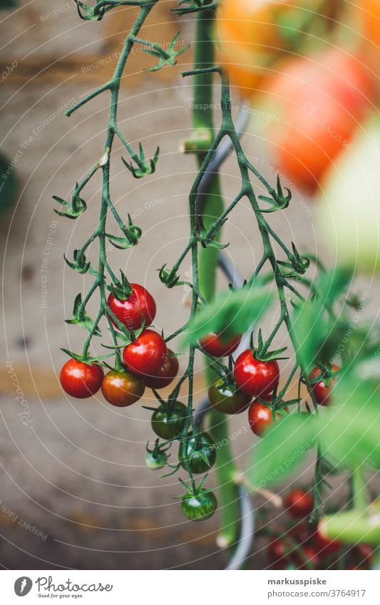 Urban Gardening Self Support - Tomato agriculture allium bean Bio bloom breed breeding broccoli carrot controlled farming courgette cultivation food gardening