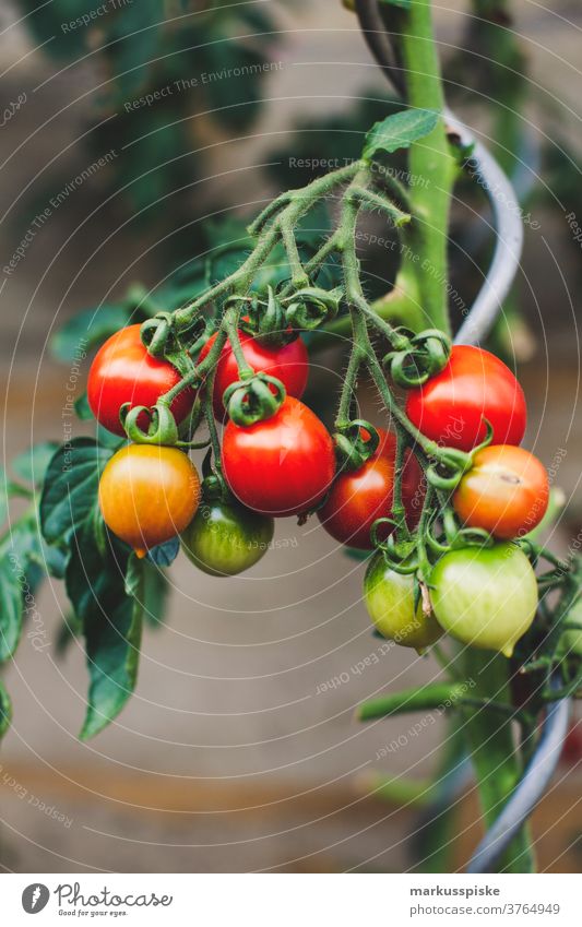 Urban Gardening Self Support - Tomato agriculture allium bean Bio bloom breed breeding broccoli carrot controlled farming courgette cultivation food gardening