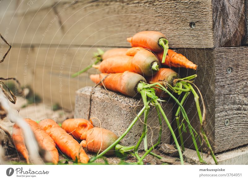 Urban Gardening harvest fresh bio carrots agriculture Bio bloom breed breeding childhood conservatory controlled farming crop cultivation food