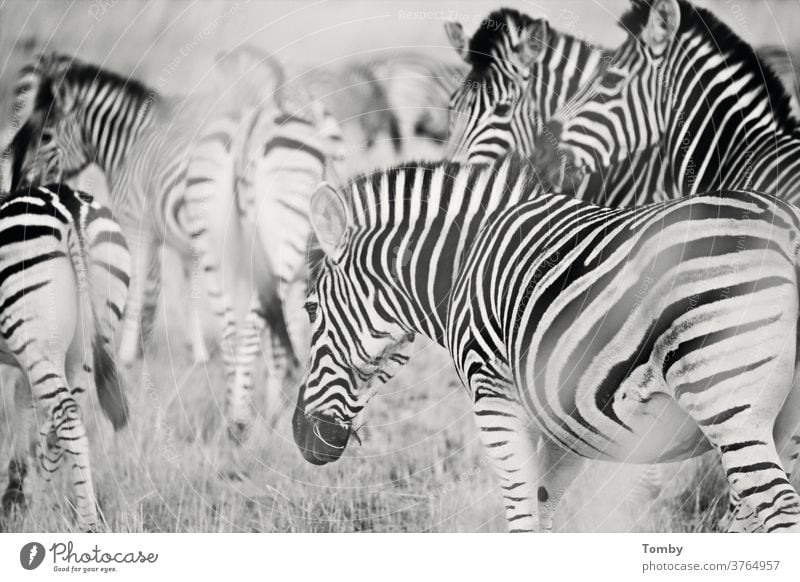 Zebra in the bush veld Zebra crossing zebras zebrastreifen South Africa Game park National Park Wild animal wild life wild animals Animal