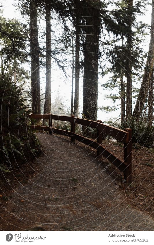 Path in coniferous forest in autumn path trail fence woods wooden gloomy cloudy evergreen usa united states america scenery pathway landscape environment scenic