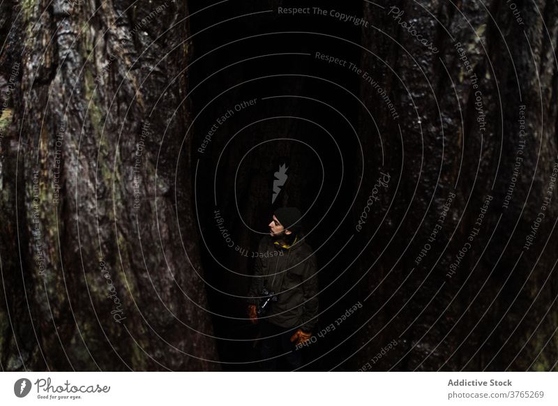 Traveling man near huge tree in forest trunk traveler wet woods overcast wild male usa united states america landscape adventure tourist scenic plant cloudy