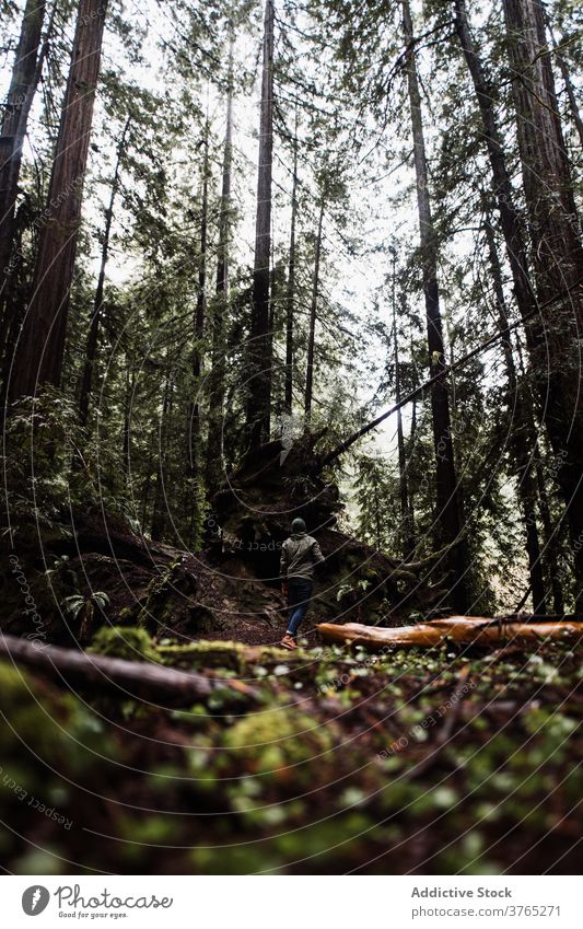 Anonymous man walking in gloomy forest travel woods tree trunk explore male usa united states america landscape nature journey adventure vacation wild tourism