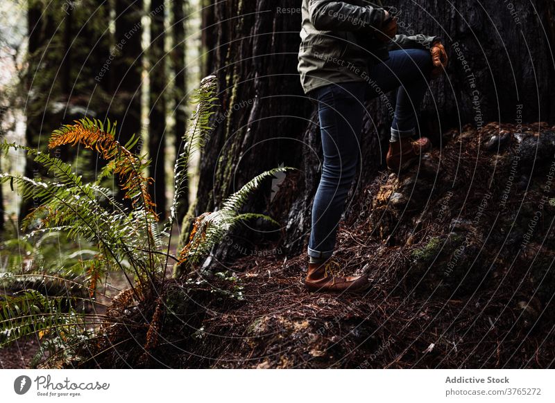 Male traveler in forest in autumn explorer woods man huge tree adventure wanderlust male usa united states america nature vacation trip environment journey