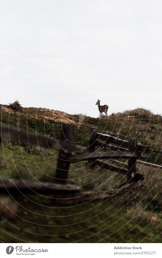 Wild deer pasturing on hill in autumn wild pasture season together animal graze usa united states america grass dried landscape overcast environment picturesque