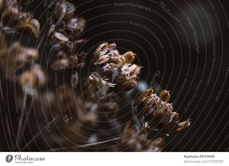 Seed flower in nature. Close-up. Nature background seed garden herb isolated spring summer outdoor closeup leaf natural macro plant season flora blossom