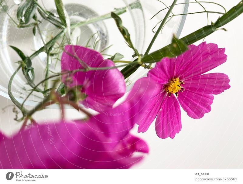 Pink flowers in vase bipinnata Cosmos glass vase green pink White Bird's-eye view filament bleed September August Yellow luminescent Blossoming Style Decoration