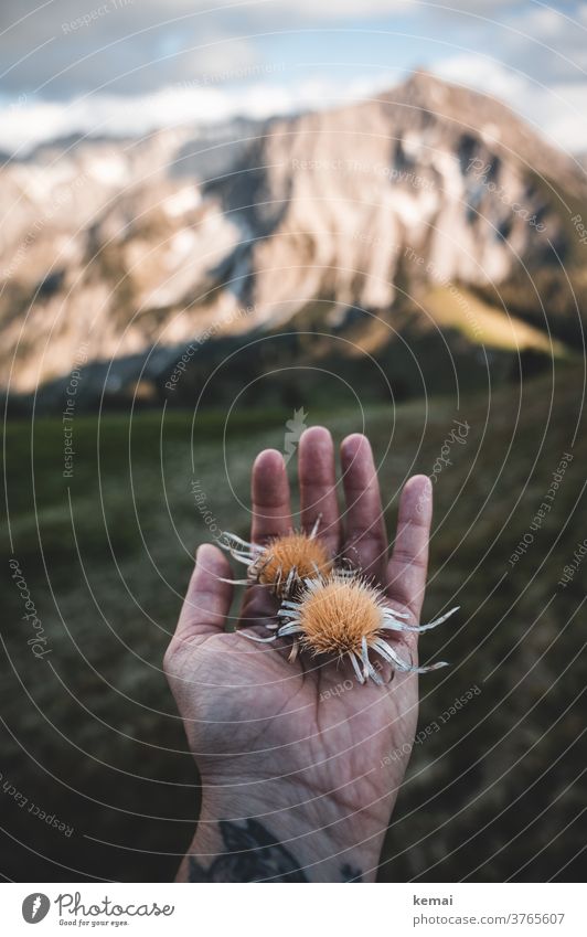 Mountain flowers on hand Thistle allgau mountain mountainous Hiking by hand Indicate stop already autiscn Grass Peak Shallow depth of field Palm of the hand