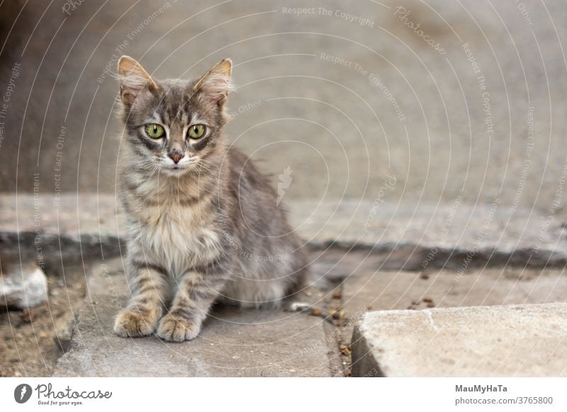 Street small cat street robber paws mustache sidewalk city portrait animal mammal