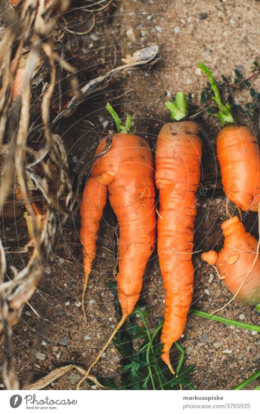 Urban Gardening harvest fresh bio carrots agriculture Bio bloom breed breeding childhood conservatory controlled farming crop cultivation food