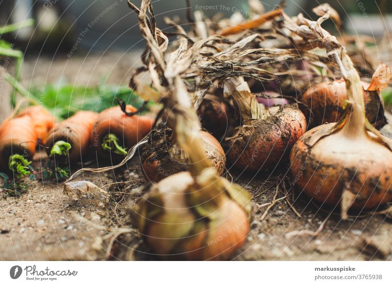 Urban Gardening harvest fresh bio onions agriculture Bio bloom breed breeding childhood conservatory controlled farming crop cultivation food from hand to mouth