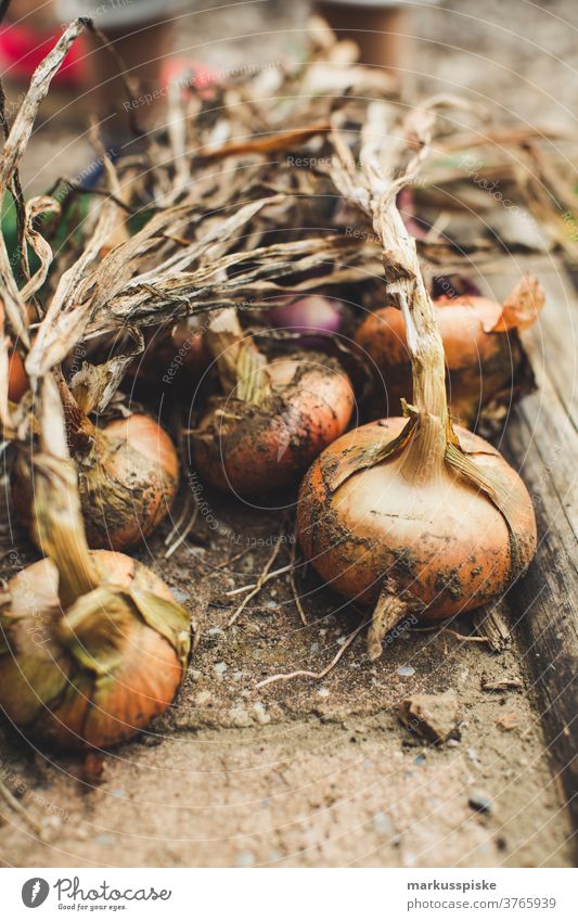 Urban Gardening harvest fresh bio onions agriculture Bio bloom breed breeding childhood conservatory controlled farming crop cultivation food from hand to mouth