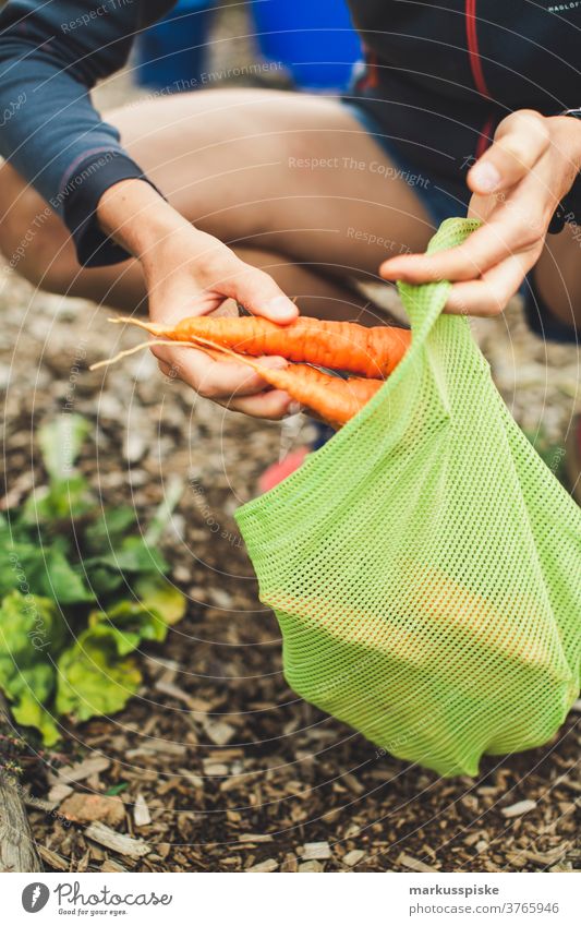 Urban Gardening harvest fresh bio carrots agriculture Bio bloom breed breeding childhood conservatory controlled farming crop cultivation food