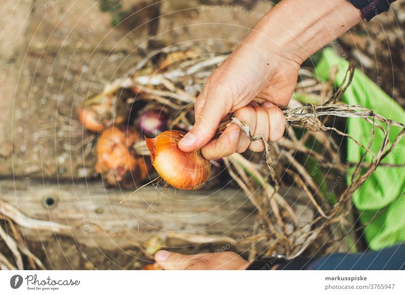 Urban Gardening harvest fresh bio onions agriculture Bio bloom breed breeding childhood conservatory controlled farming crop cultivation food from hand to mouth