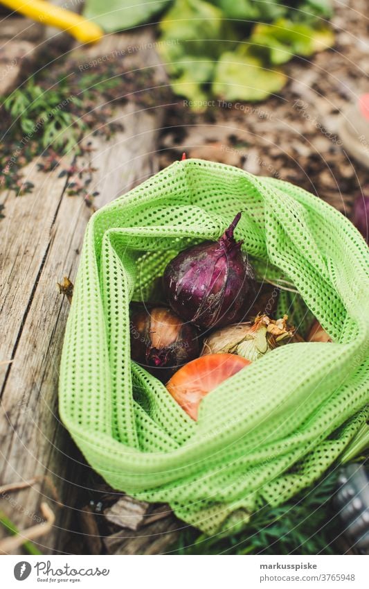 Urban Gardening harvest fresh bio onions agriculture Bio bloom breed breeding childhood conservatory controlled farming crop cultivation food from hand to mouth