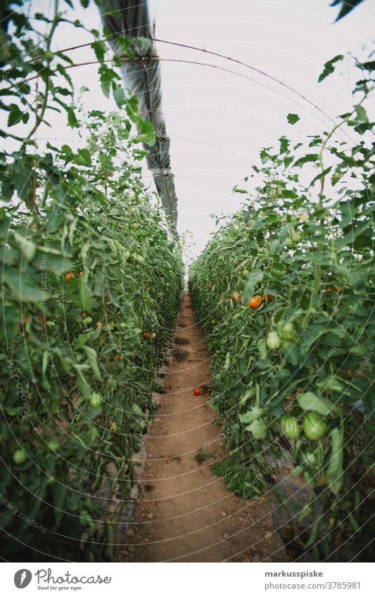 Mega Glasshouse for Tomatoes and Pepper agriculture Bio bloom breed breeding childhood conservatory controlled farming crop cultivation food from hand to mouth