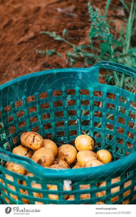 Fresh harvest bio GMO-free potatoes agriculture barrow Bio cachepot controlled farming cultivation food garden gardening guerilla guerilla gardening hand barrow