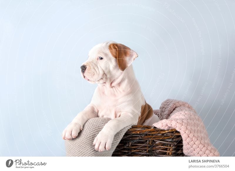 Funny cute puppy American Staffordshire Terrier sitting in basket on light blue background, close-up dog white pet happy funny studio staffordshire terrier