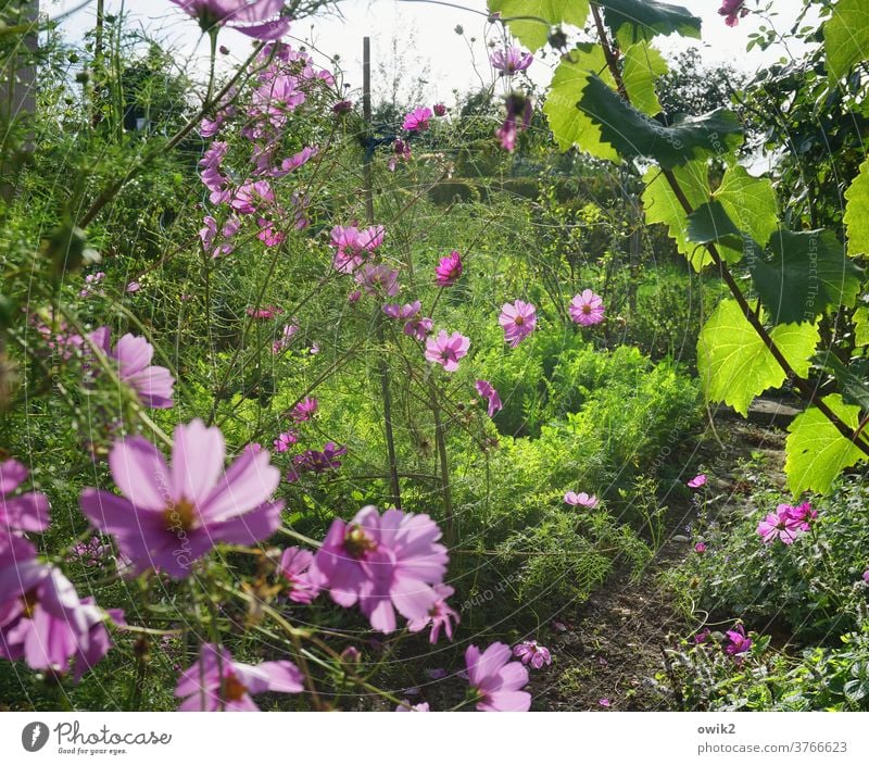 FLOWERING TIME Summer bleed bushes flowers Cosmos Sky Bright Meadow Cosmea Deserted Sunlight already Joie de vivre (Vitality) Exterior shot Optimism Environment