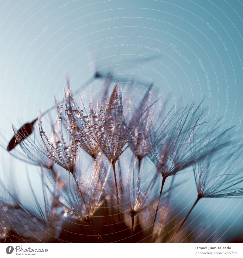 raindrops on the dandelion seed, rainy days in autumn season flower plant wet freshness fragility floral beautiful garden nature decorative decoration abstract