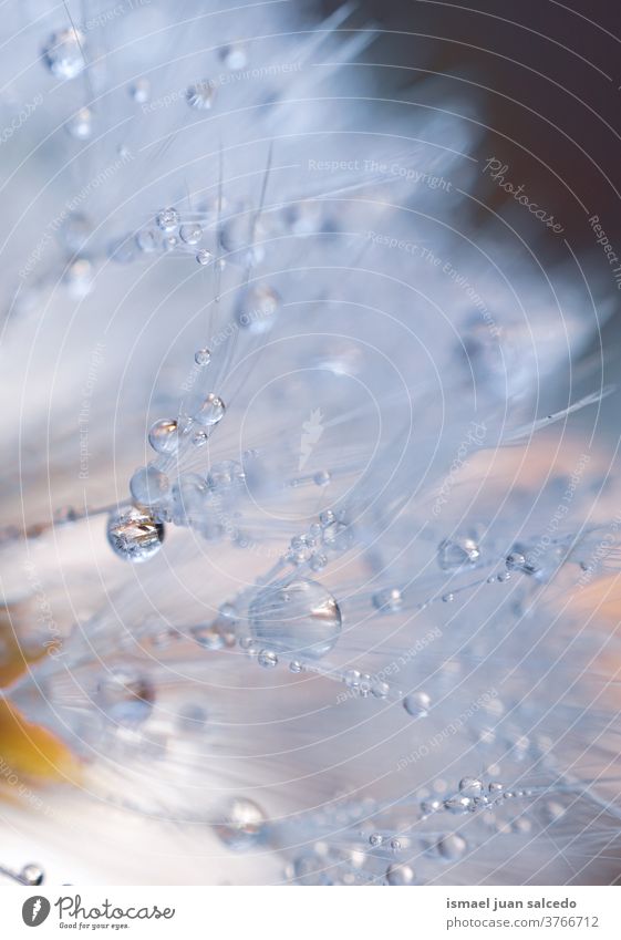 raindrops on the dandelion seed, rainy days in autumn season flower plant wet freshness fragility floral beautiful garden nature decorative decoration abstract