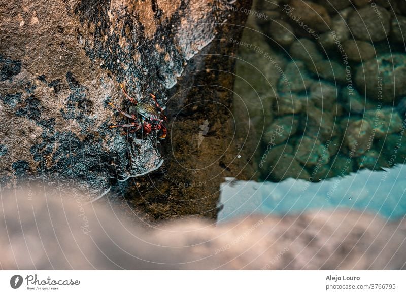 Red crab getting into the water of a tidal pool abstract animal arthropod background beach beautiful behavior blue closeup coast green holiday landscape natural