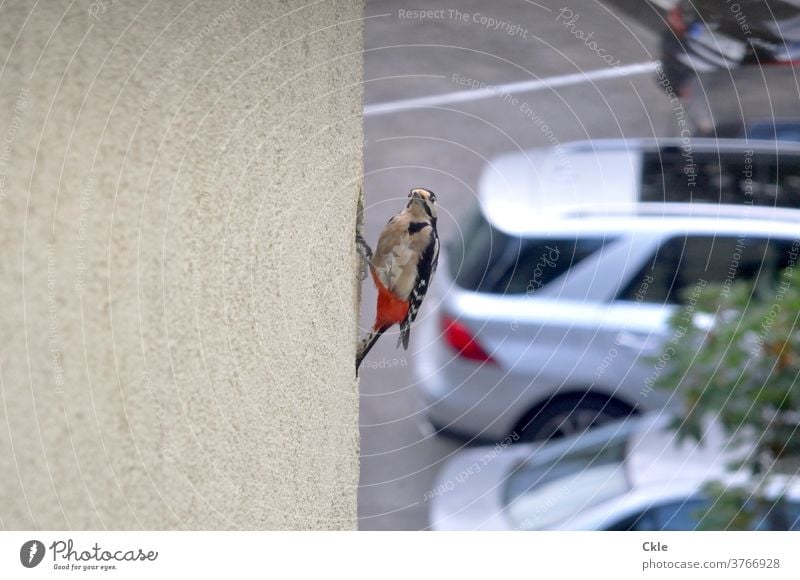 Woodpecker builds nest in insulated house facade woodpecker hole birds Animal Wild animal Colour photo Habitat Animal portrait ecology Spotted woodpecker