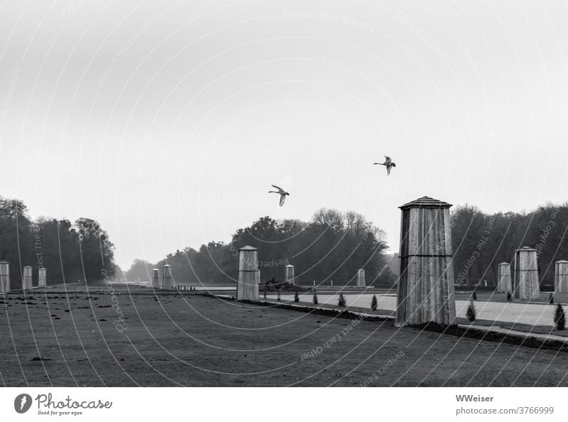 Two swans practise flying in the Nymphenburg Palace Park winter Autumnal chill black-and-white Garden Castle grounds Munich Winter festival melancholically