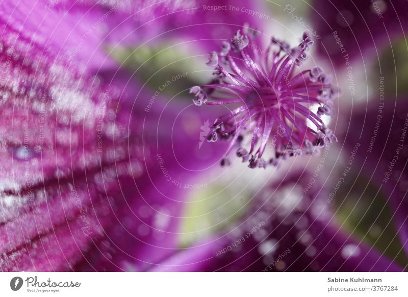 blossom bleed flowers Plant Close-up Macro (Extreme close-up) Detail Blur Shallow depth of field Colour photo Nature Exterior shot Blossoming Garden Deserted