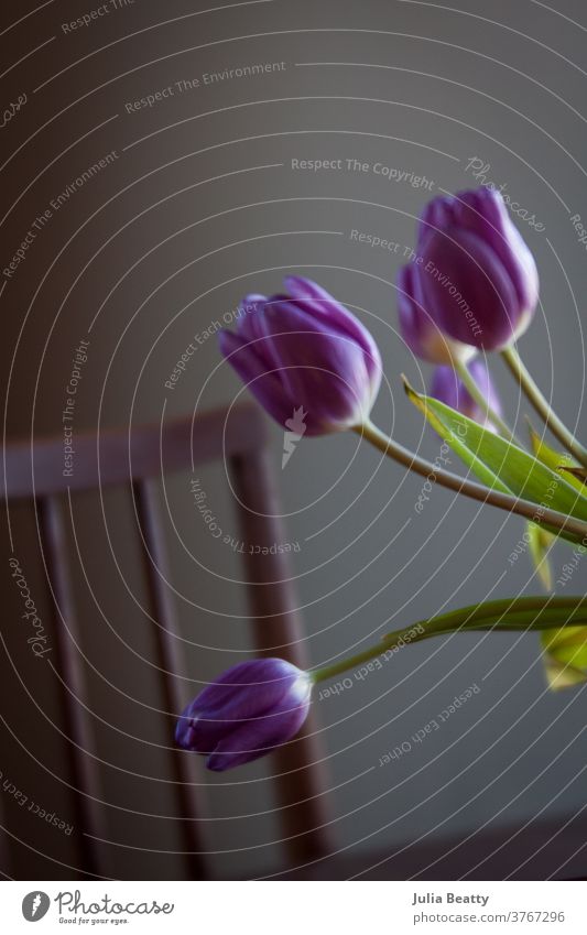 Bouquet of purple tulips on a  table in front of a vintage chair bouqet of tulips Spring Blossoming Flower vintage style film grain Moody Faded Soft soft focus