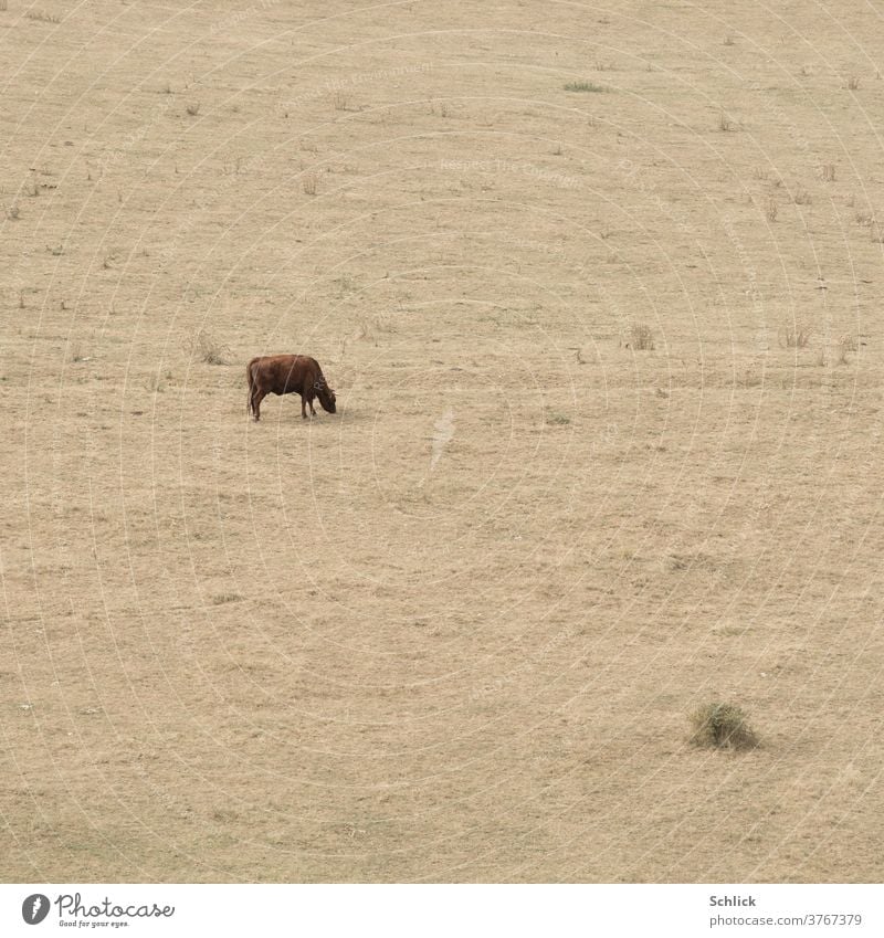 Climate change Drought Drought cattle with horns on completely parched pasture Cattle Willow tree Dry Small afar lack of water lack of rain Grass Beige